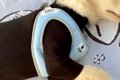 大型犬の子犬を『公…の画像