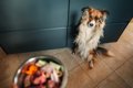 犬がご飯を見て興奮…の画像