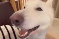 ナデナデが大好きで…の画像