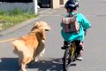 朝、保育園に行く男…の画像