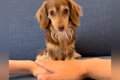 『犬と手を重ねるチ…の画像