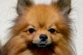 『2歳まで繁殖犬とし…の画像