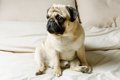 犬の『座り方がおか…の画像