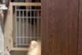 犬とケンカをした結…の画像
