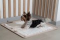 犬が『トイレで寝て…の画像