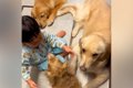 ３匹の犬を撫でる小…の画像