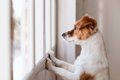 愛犬は留守番中、何…の画像
