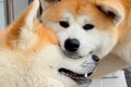 叔父犬と甥っ子犬→愛…の画像