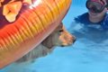 プールで『浮き輪』…の画像