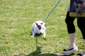 なにかの病気？犬が…の画像