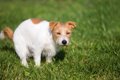 犬が『ウンチ』をし…の画像