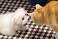 赤ちゃん犬と先住猫…の画像