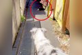 犬の散歩で細い道に…の画像