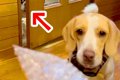 弟の犬とプチプチで…の画像