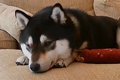 留守番中の犬を『ペ…の画像