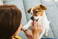 犬に食べさせたいオ…の画像