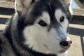 子どもが『大きい犬…の画像