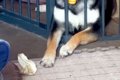 柵の外に飛んでいっ…の画像