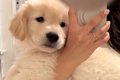 大型犬の赤ちゃんを…の画像
