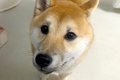 『犬を飼ってる方に…の画像