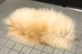 玄関に落ちていた『…の画像
