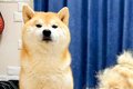 『AI画像かと間違え…の画像