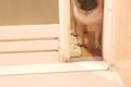 入浴中、犬がお風呂…の画像
