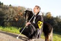 盲導犬の訓練につい…の画像