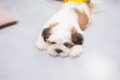 犬のお腹がキュルキ…の画像