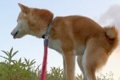 何気なく『散歩中に…の画像