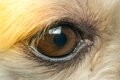 犬の角膜ジストロフ…の画像