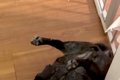 犬のご飯の準備中、…の画像