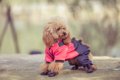 犬が服を嫌がる理由…の画像