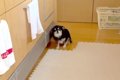 『入ってはいけない…の画像