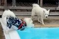 久しぶりのプールで…の画像