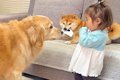 1歳の女の子が『犬に…の画像
