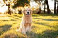 『優しい犬種』ラン…の画像