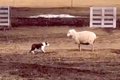 生まれて3ヶ月の牧羊…の画像