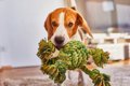 犬が家の中で騒ぐ！…の画像