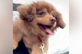 赤ちゃん犬を『抱っ…の画像