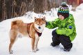 柴犬がみせる『柴距…の画像