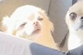車に乗る2匹の小型犬…の画像