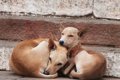 野犬に対して狂犬病…の画像