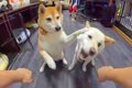 2匹の犬と『オヤツは…の画像