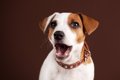 犬が口を『パクパク…の画像