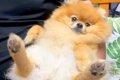 実家に帰省→犬も一緒…の画像