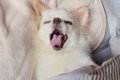 『５年間、犬と同じ…の画像