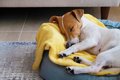 犬が秋に体調を崩し…の画像