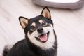 犬が『大好きな人』…の画像
