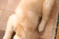 天使のような姿で寝…の画像